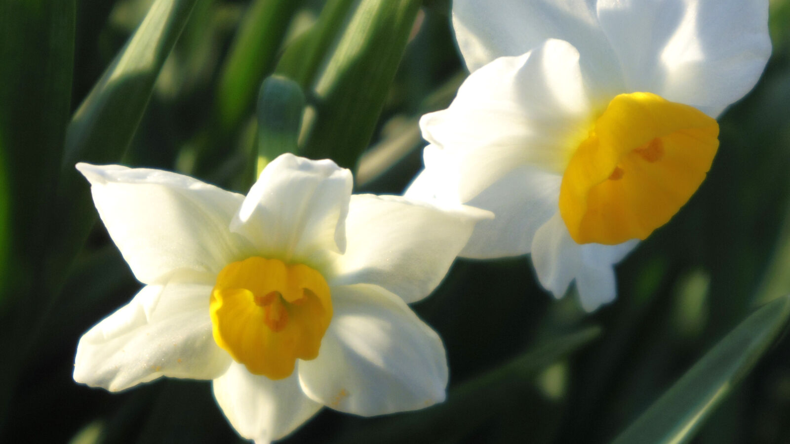 Pentax Q10 sample photo. Flower photography