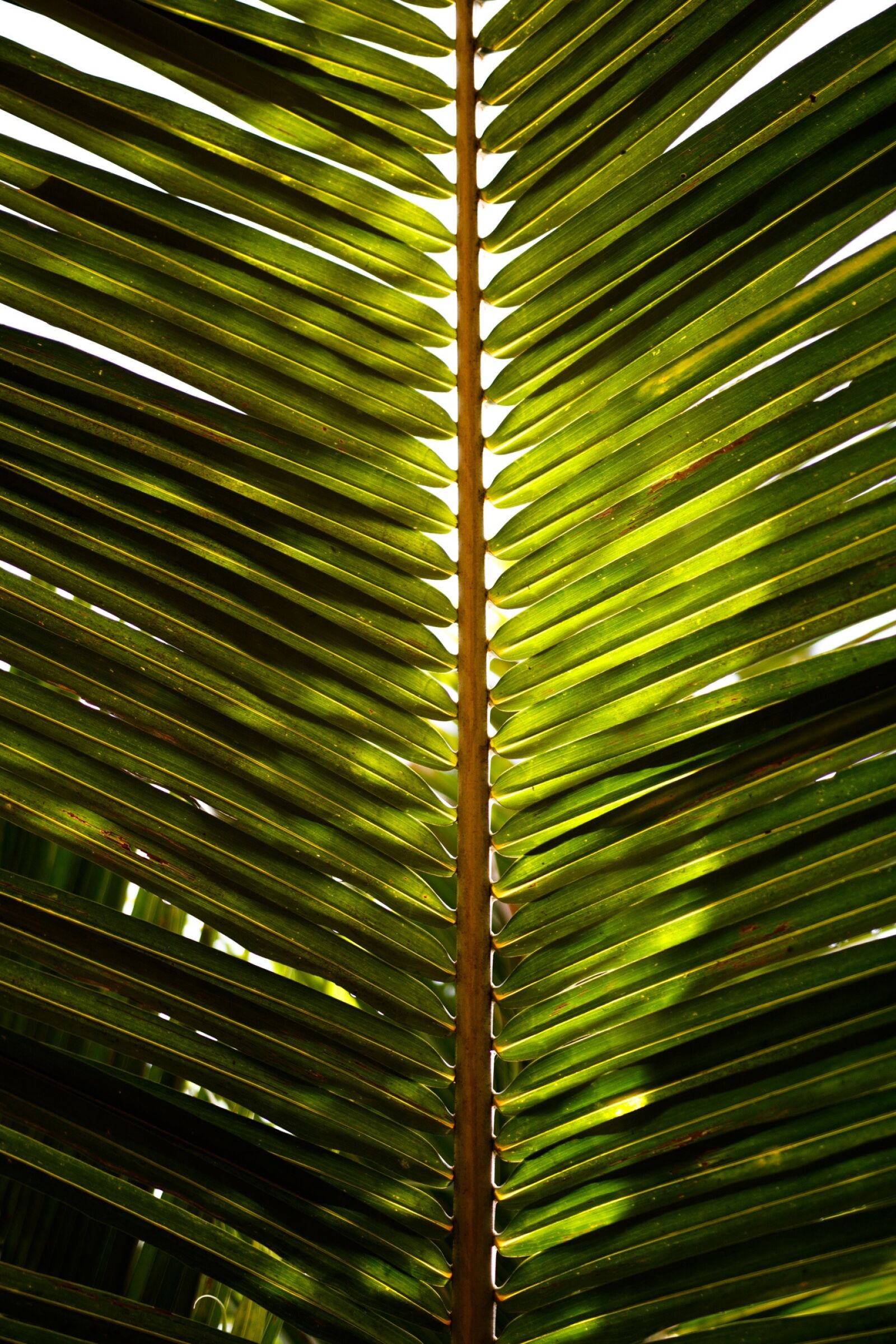 Canon EOS 750D (EOS Rebel T6i / EOS Kiss X8i) sample photo. Coconut leaf, palm, tropical photography
