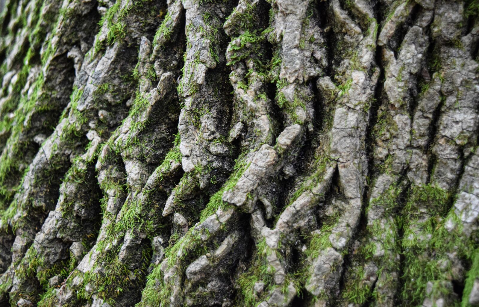 Nikon D5300 sample photo. Tree, bark, nature photography