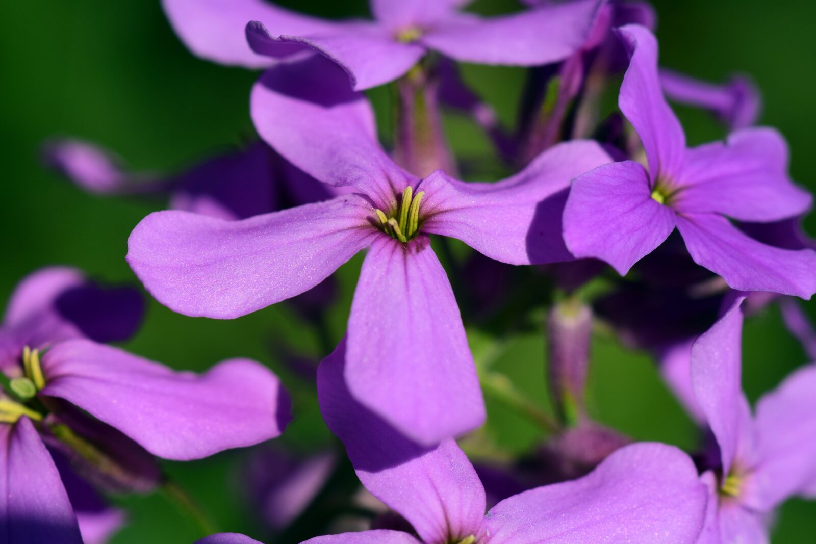 Nikon D3300 sample photo. Gilliflower, hespers matronalis, flower photography