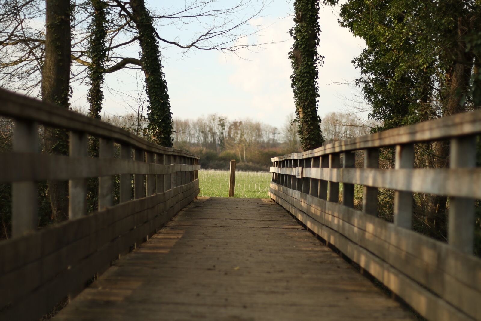 Canon EOS 70D + Canon EF 50mm F1.8 STM sample photo. Bridge, tree, nature photography