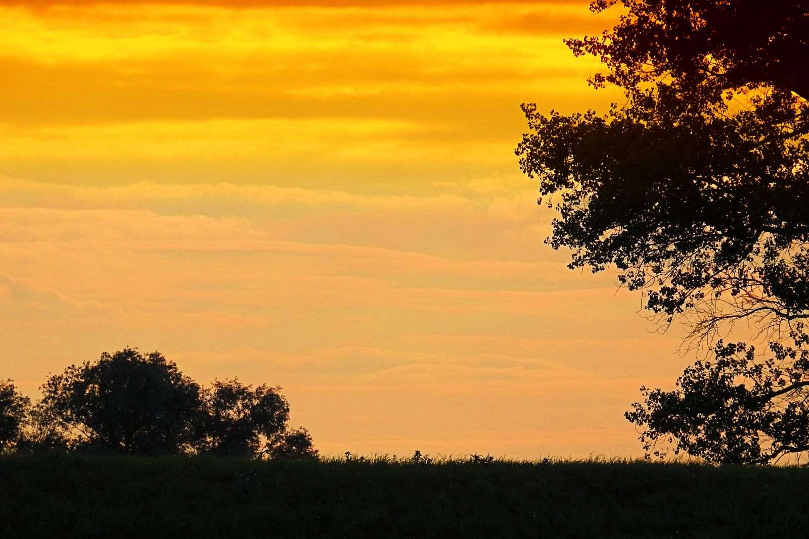 Nikon Coolpix P900 sample photo. Sunset, trees, silhouette photography