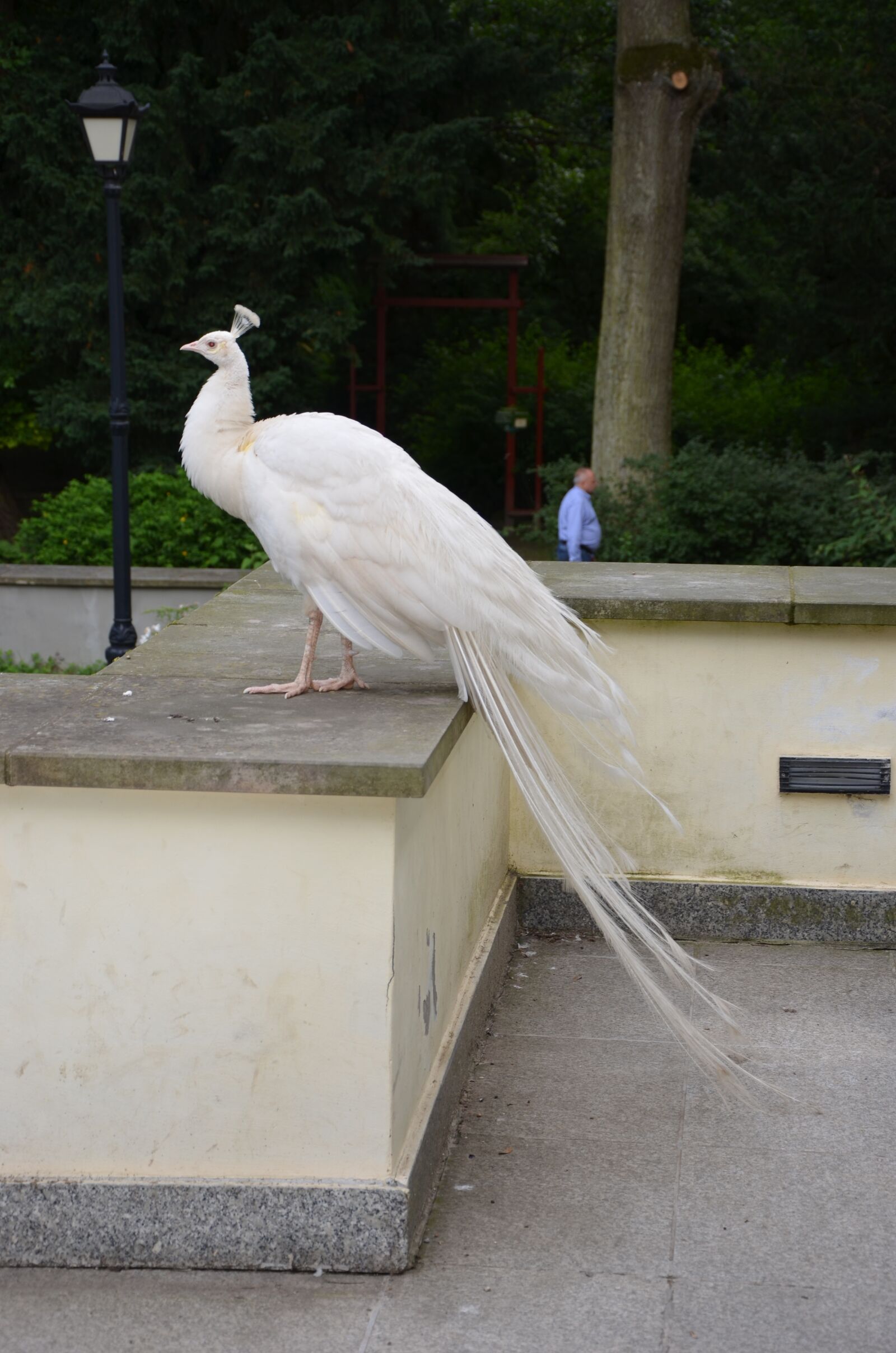 Nikon D5100 sample photo. Peacock, white, summer photography