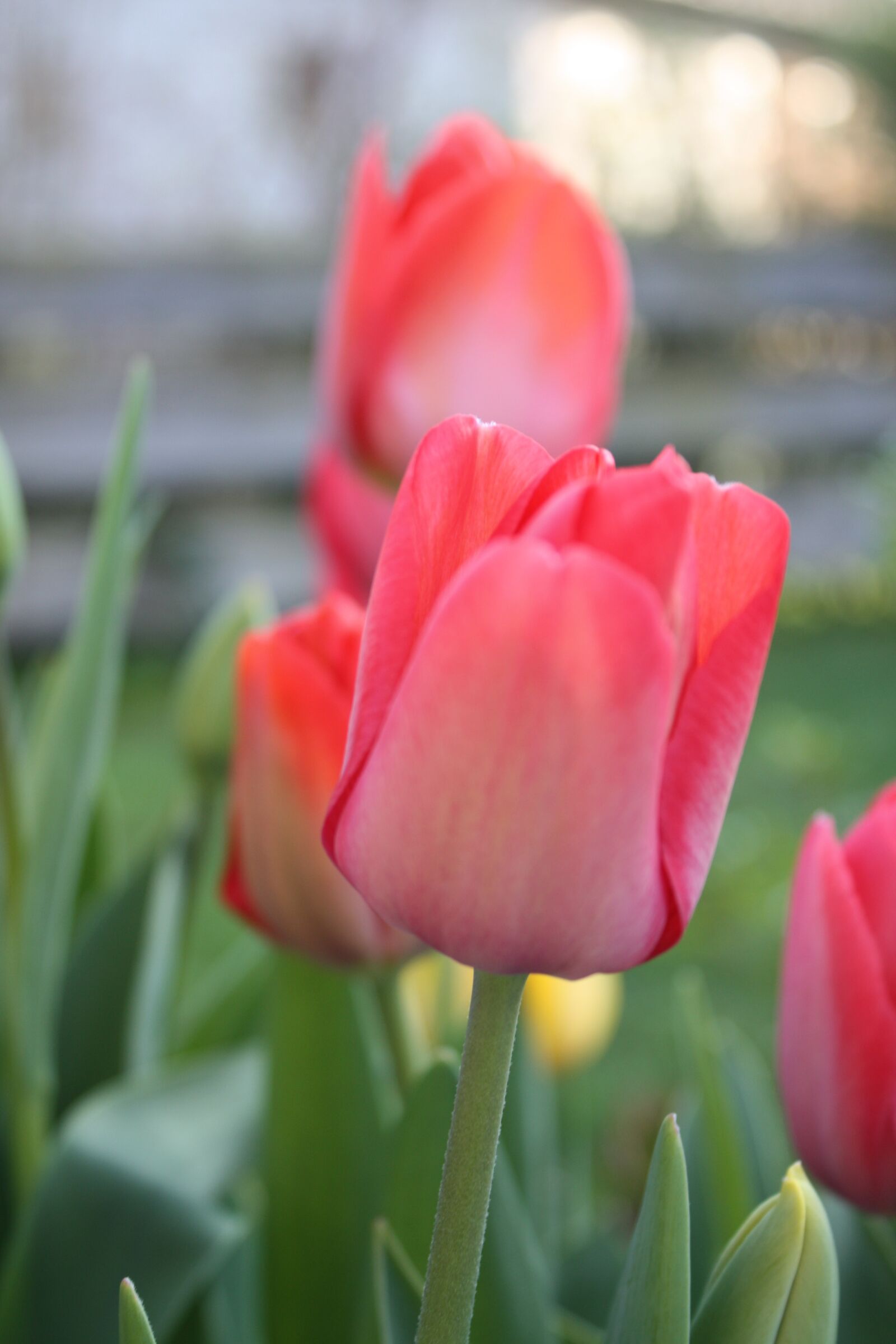 Canon EOS 450D (EOS Rebel XSi / EOS Kiss X2) sample photo. Tulip, red, easter flower photography