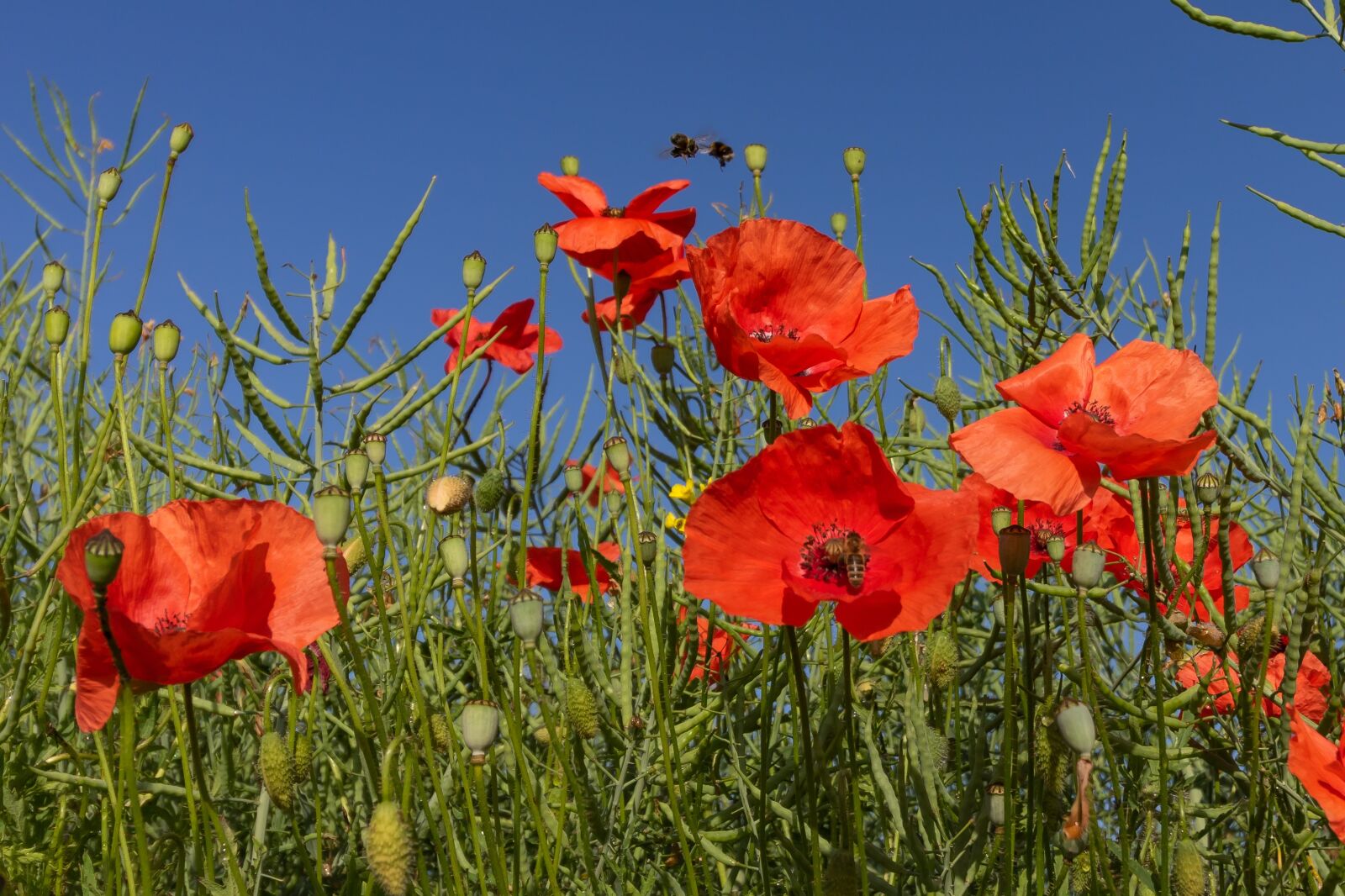 Canon EOS 7D Mark II + Canon EF-S 10-18mm F4.5–5.6 IS STM sample photo. Flower, flanders poppy, red photography