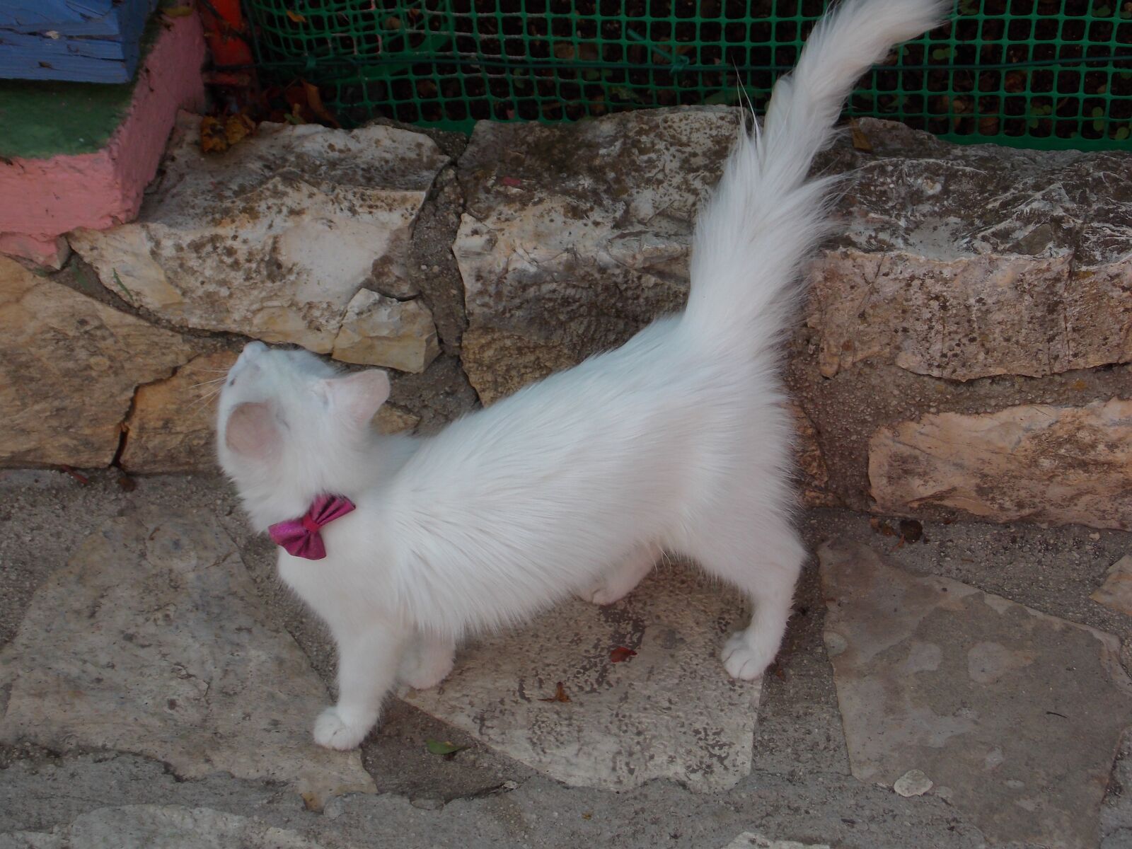 Nikon Coolpix L810 sample photo. White, cat, cute photography