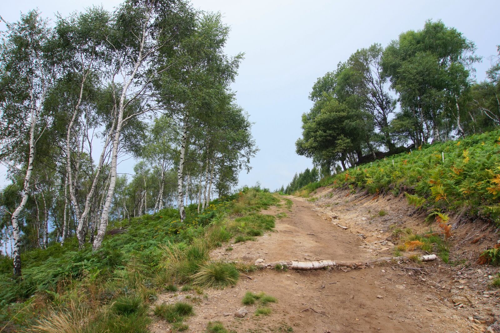 Sony Alpha a5000 (ILCE 5000) sample photo. Birch, forest, away photography