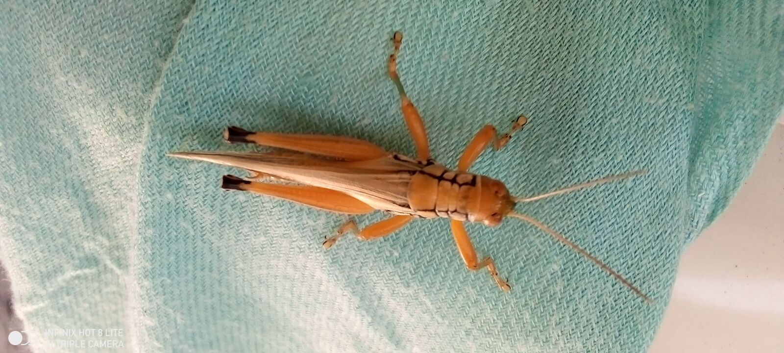 INFINIX MOBILITY LIMITED Infinix X650 sample photo. Entomology, insect, gross hopper photography