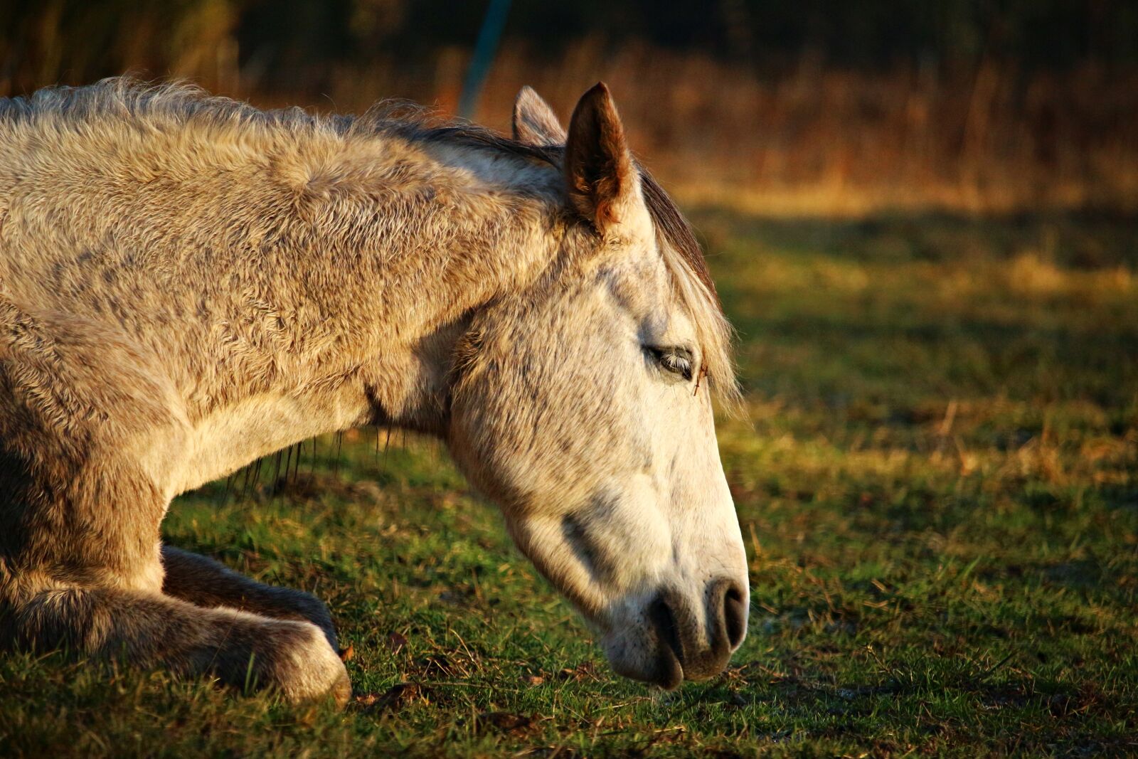 Canon EOS 100D (EOS Rebel SL1 / EOS Kiss X7) sample photo. Horse, mold, thoroughbred arabian photography