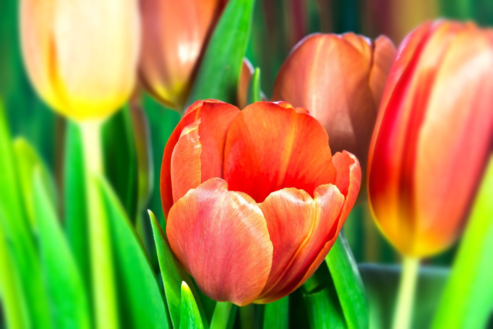 Canon EOS 1300D (EOS Rebel T6 / EOS Kiss X80) sample photo. Tulip, lilies, spring photography