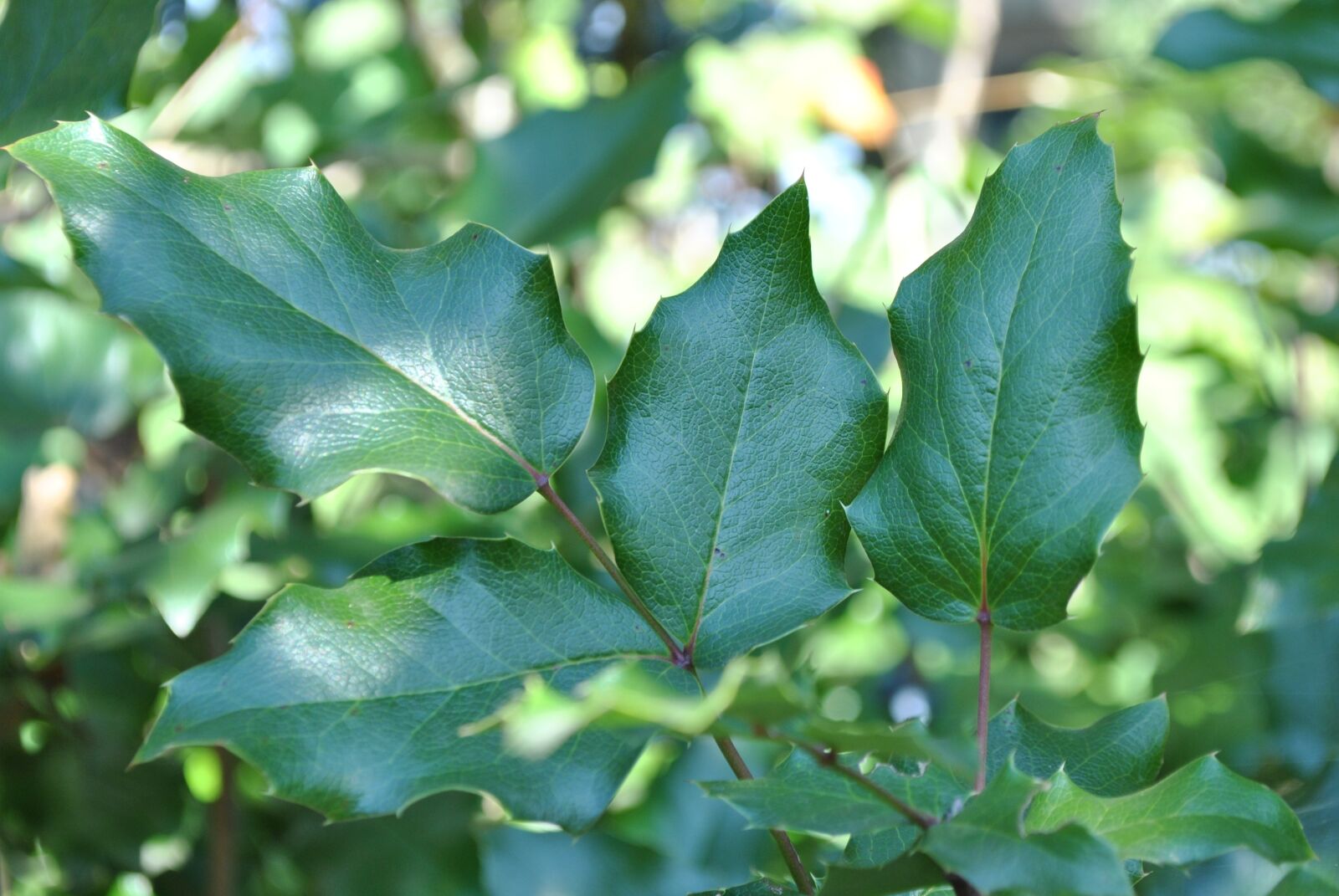 Nikon D3000 sample photo. Foliage, bush, garden photography
