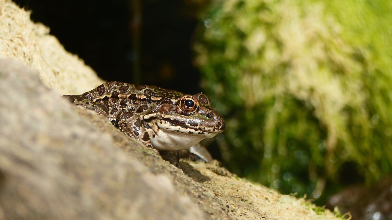 Panasonic Lumix DMC-FZ200 sample photo. Animals, toads, amphibians photography