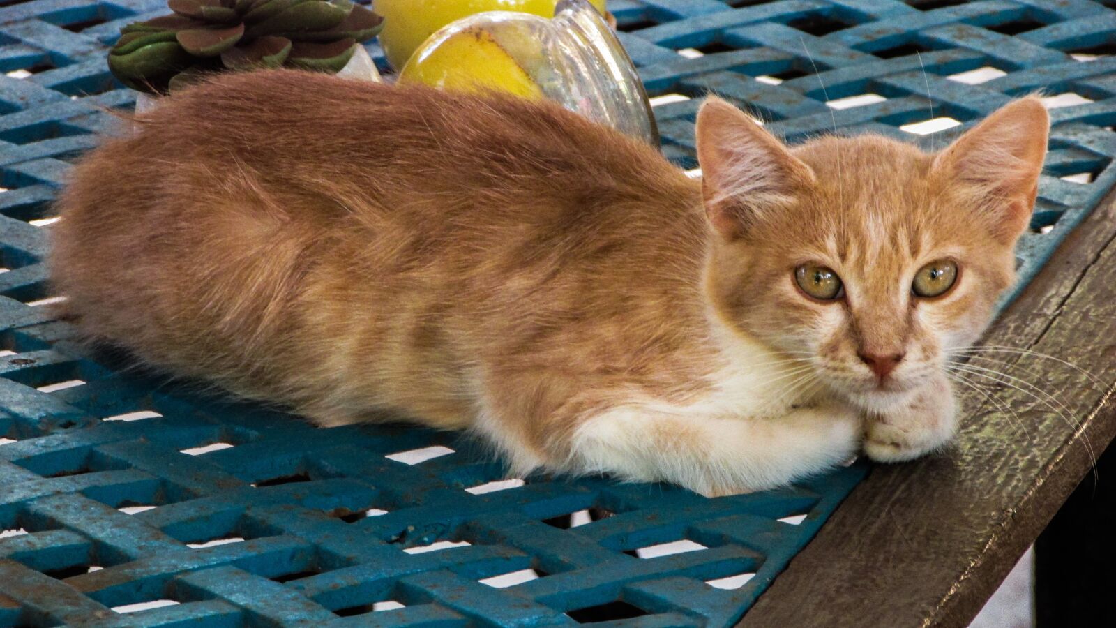 Canon PowerShot SX400 IS sample photo. Cat, stray, animal photography