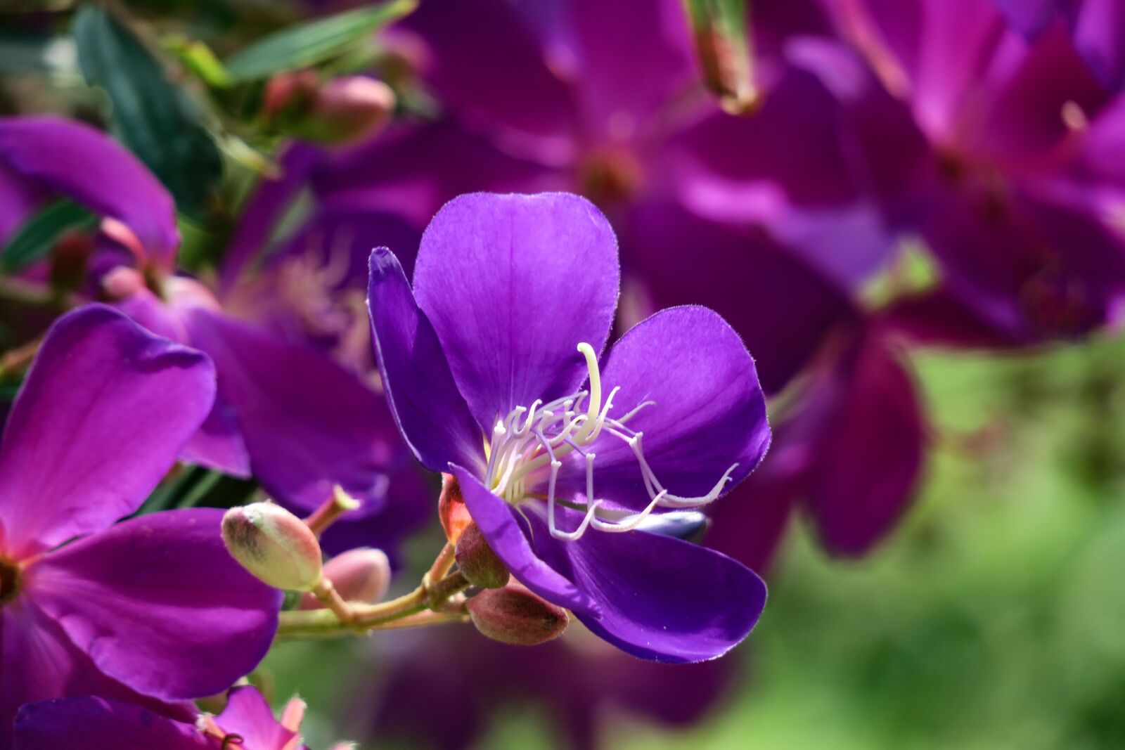Canon PowerShot G3 X sample photo. Te male flowers, nature photography