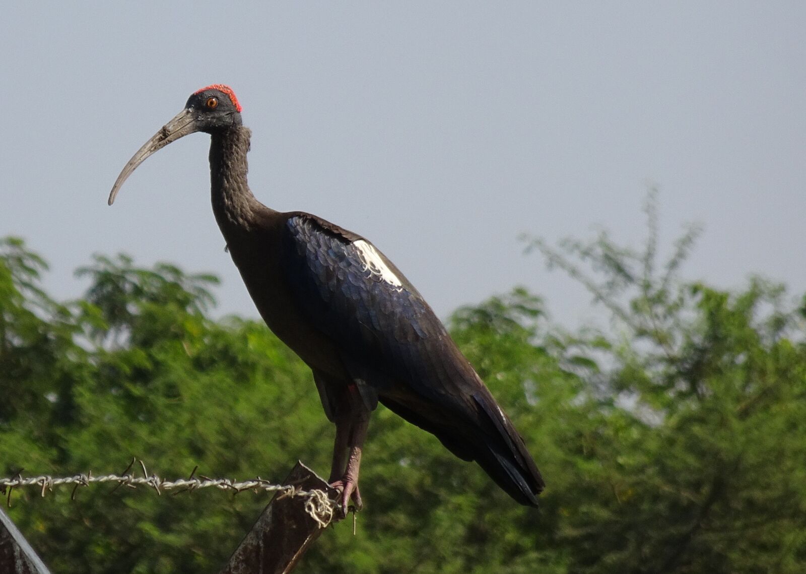 Sony Cyber-shot DSC-HX90V sample photo. Bird, red-naped ibis, pseudibis photography