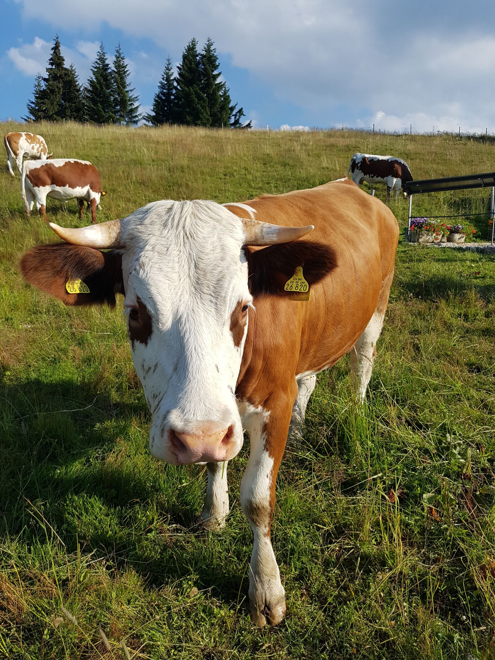 Samsung Galaxy S7 Edge sample photo. Cow, beef, brown white photography