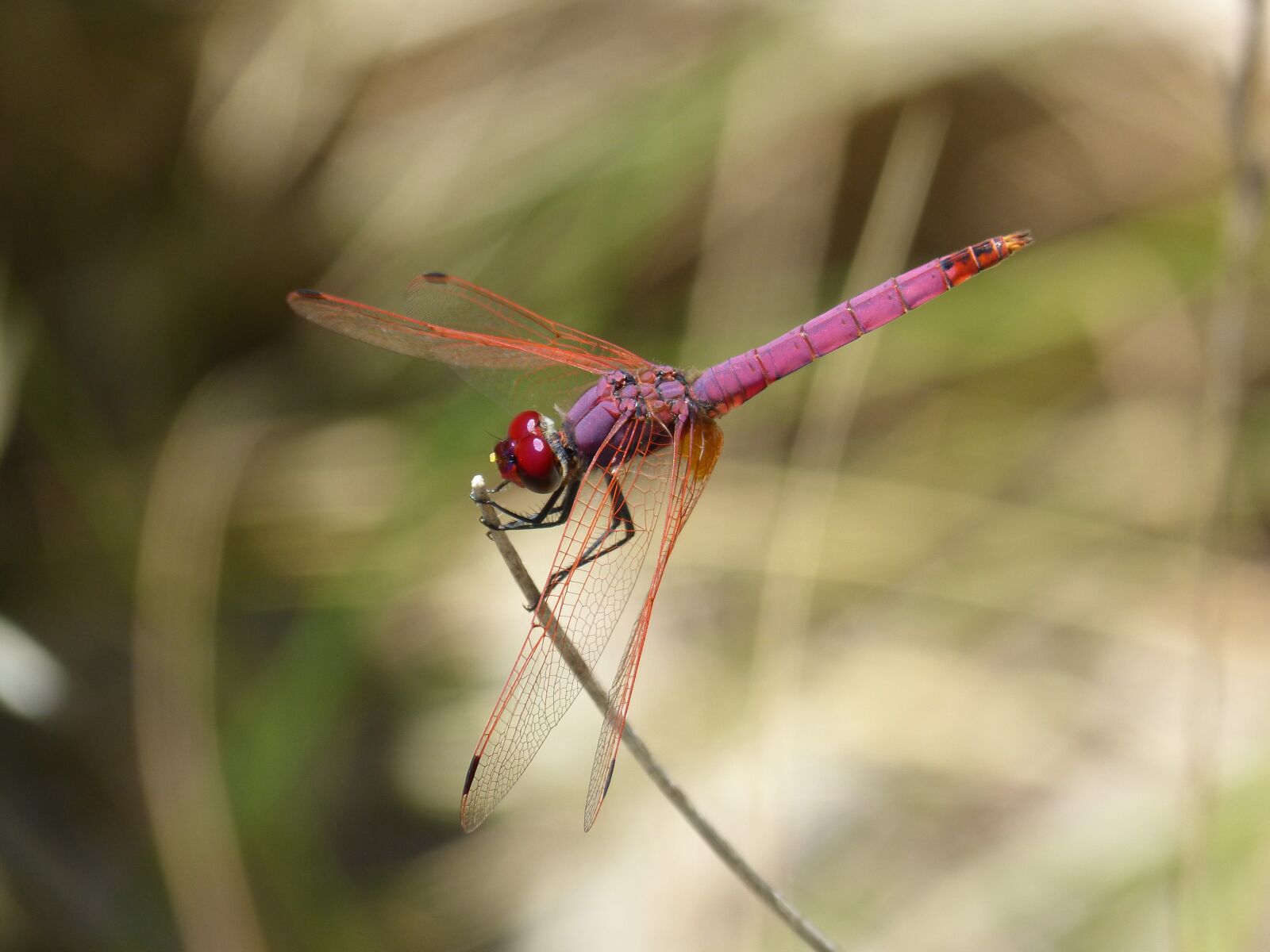 Panasonic DMC-FZ62 sample photo. Red dragonfly, pipe vinous photography
