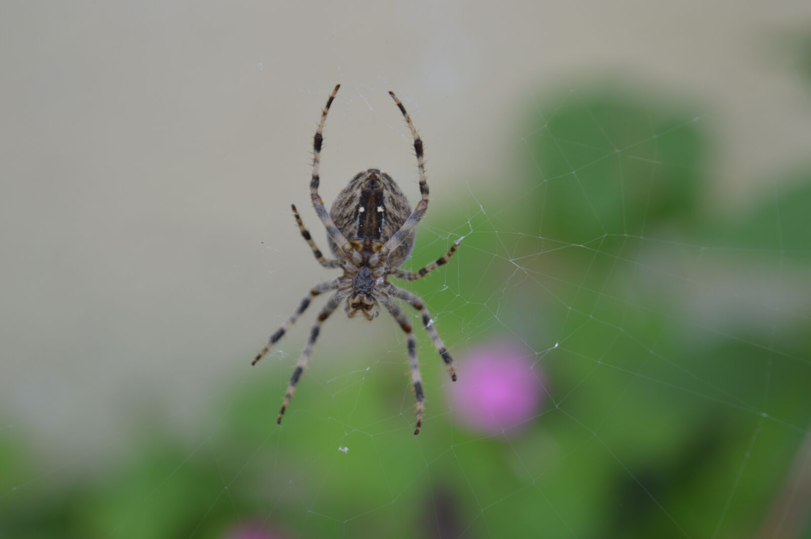 Nikon D3200 sample photo. Spider, web, arachnid photography