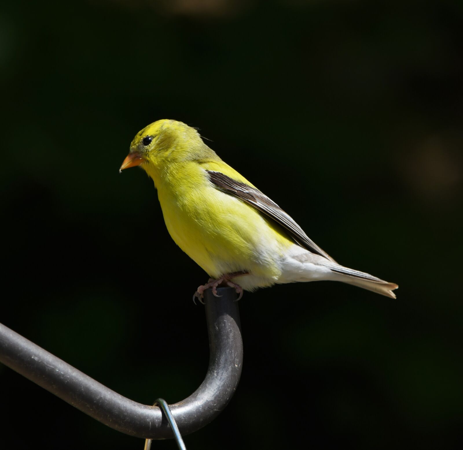 Nikon D850 sample photo. Bird, finch, goldfinch photography