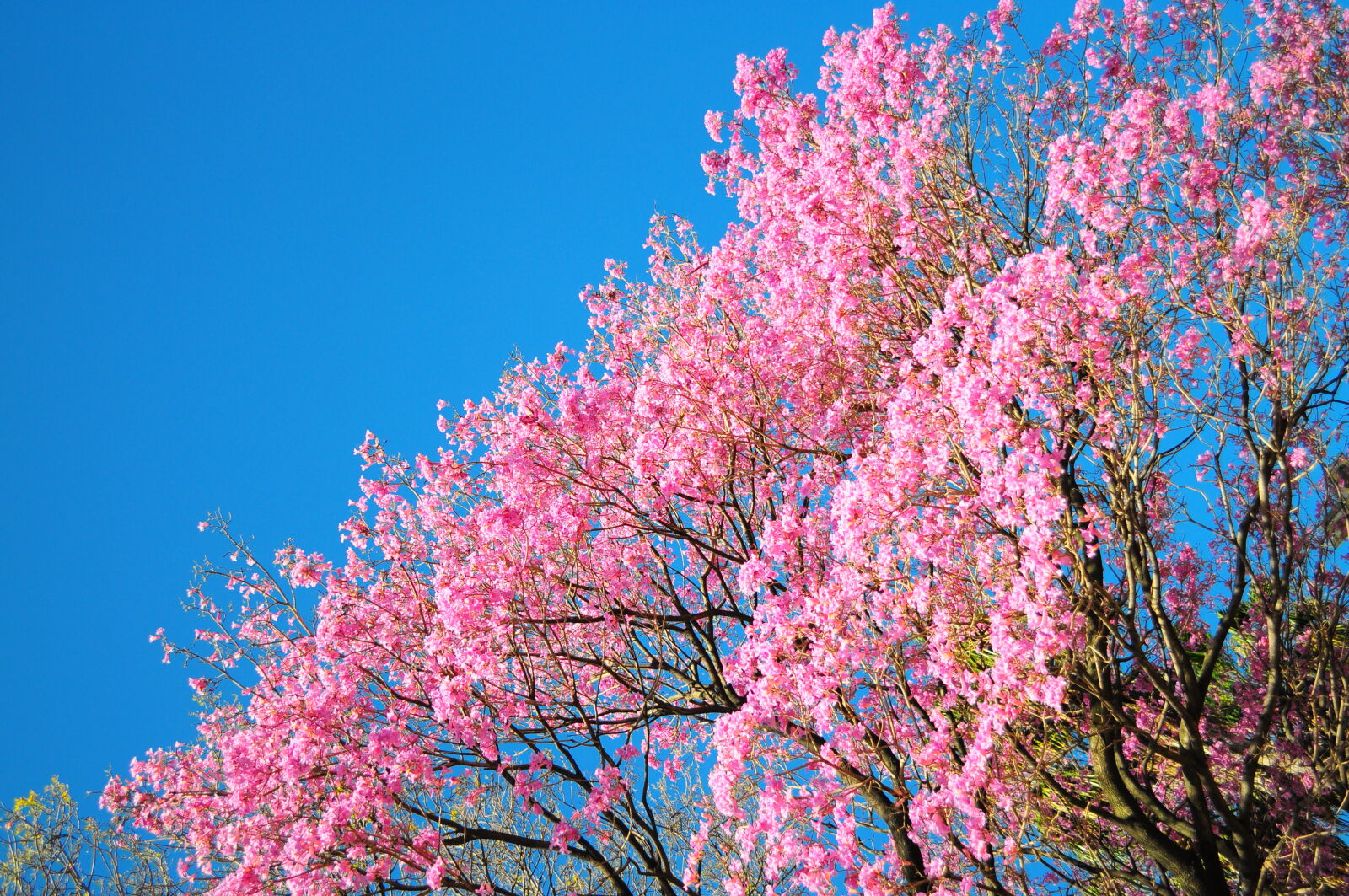 Nikon D5000 sample photo