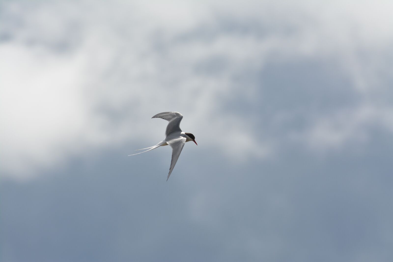 Nikon D5200 sample photo. Birds, animal life, nature photography
