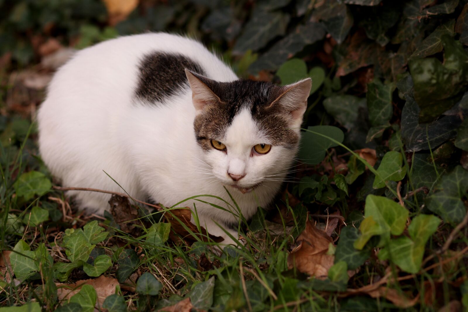 Canon EOS 700D (EOS Rebel T5i / EOS Kiss X7i) + Canon EF 85mm F1.8 USM sample photo. Cat, white, black photography