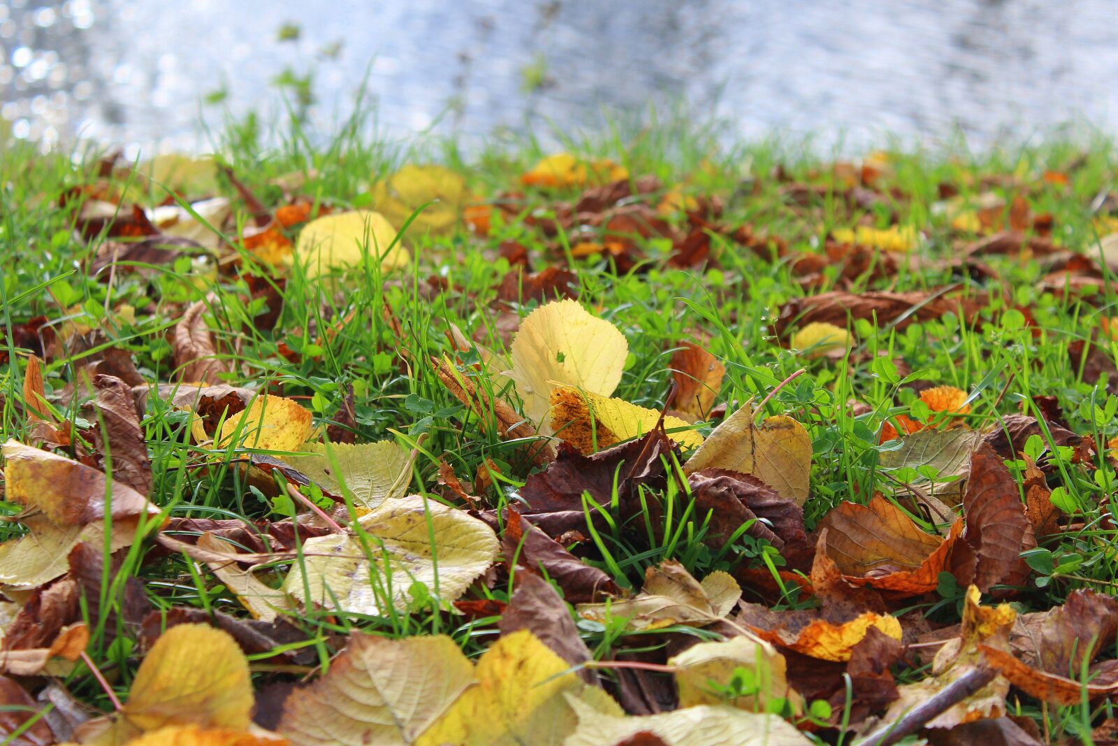 Canon EOS 1200D (EOS Rebel T5 / EOS Kiss X70 / EOS Hi) sample photo. Over the water, autumn photography
