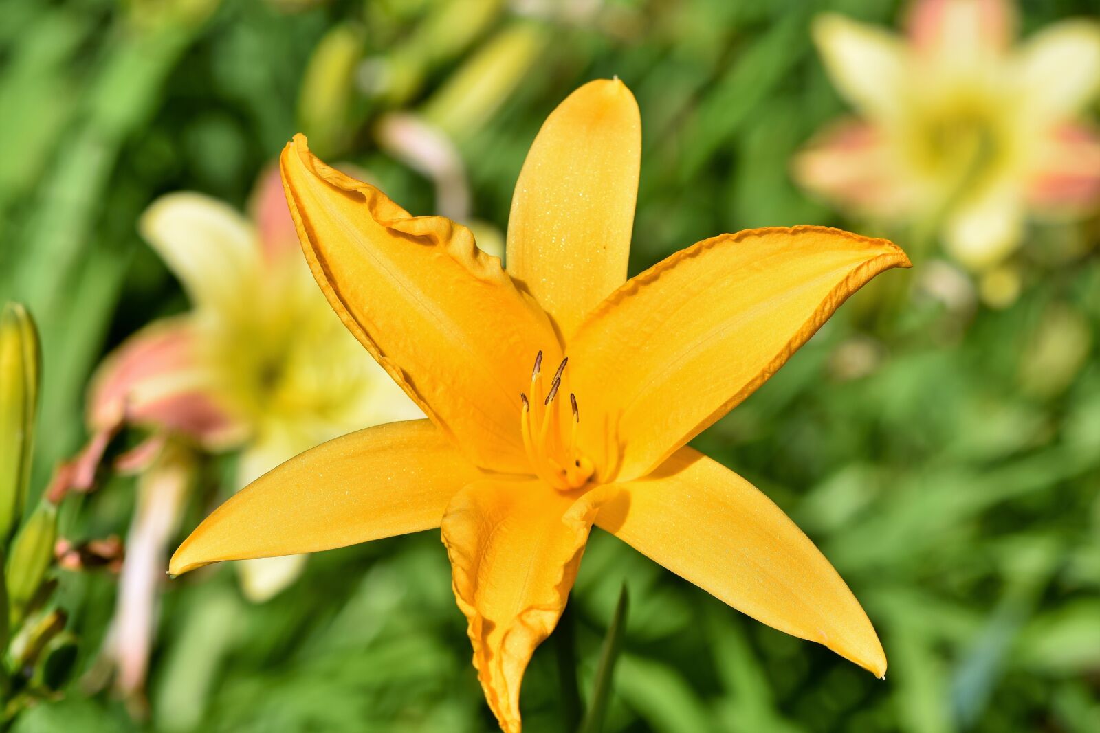 Nikon D7200 sample photo. Lily, blossom, bloom photography
