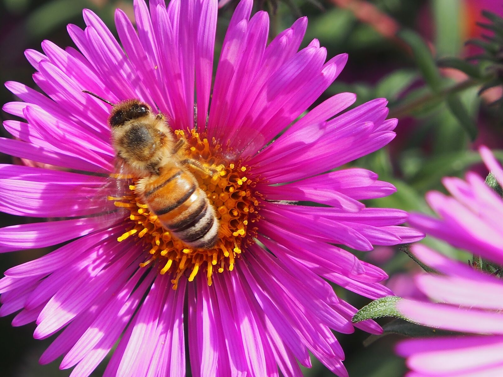 Olympus OM-D E-M5 sample photo. Autumn flower, asters, autumn photography