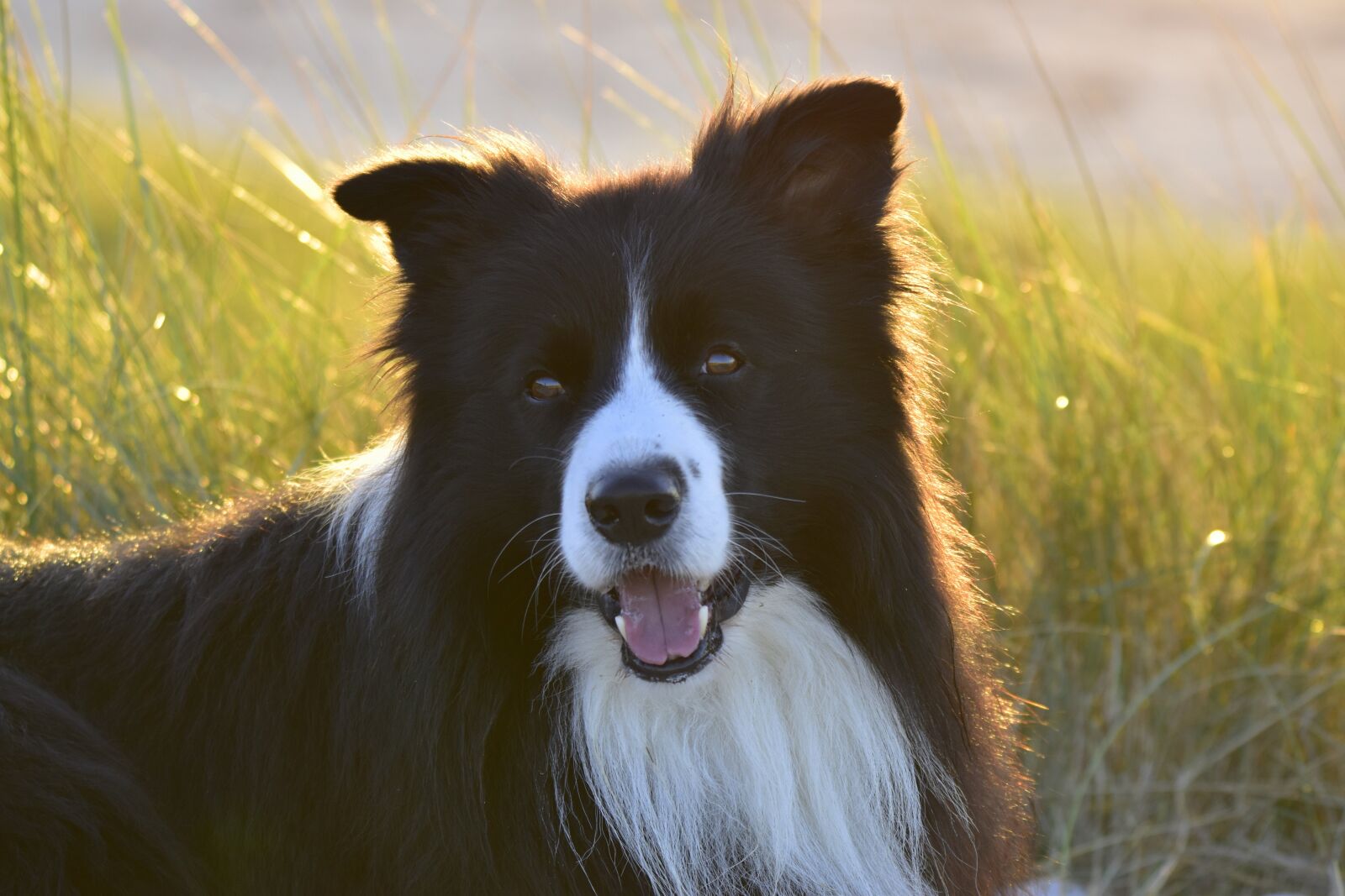 Nikon D5600 sample photo. Border collie, dog, pet photography