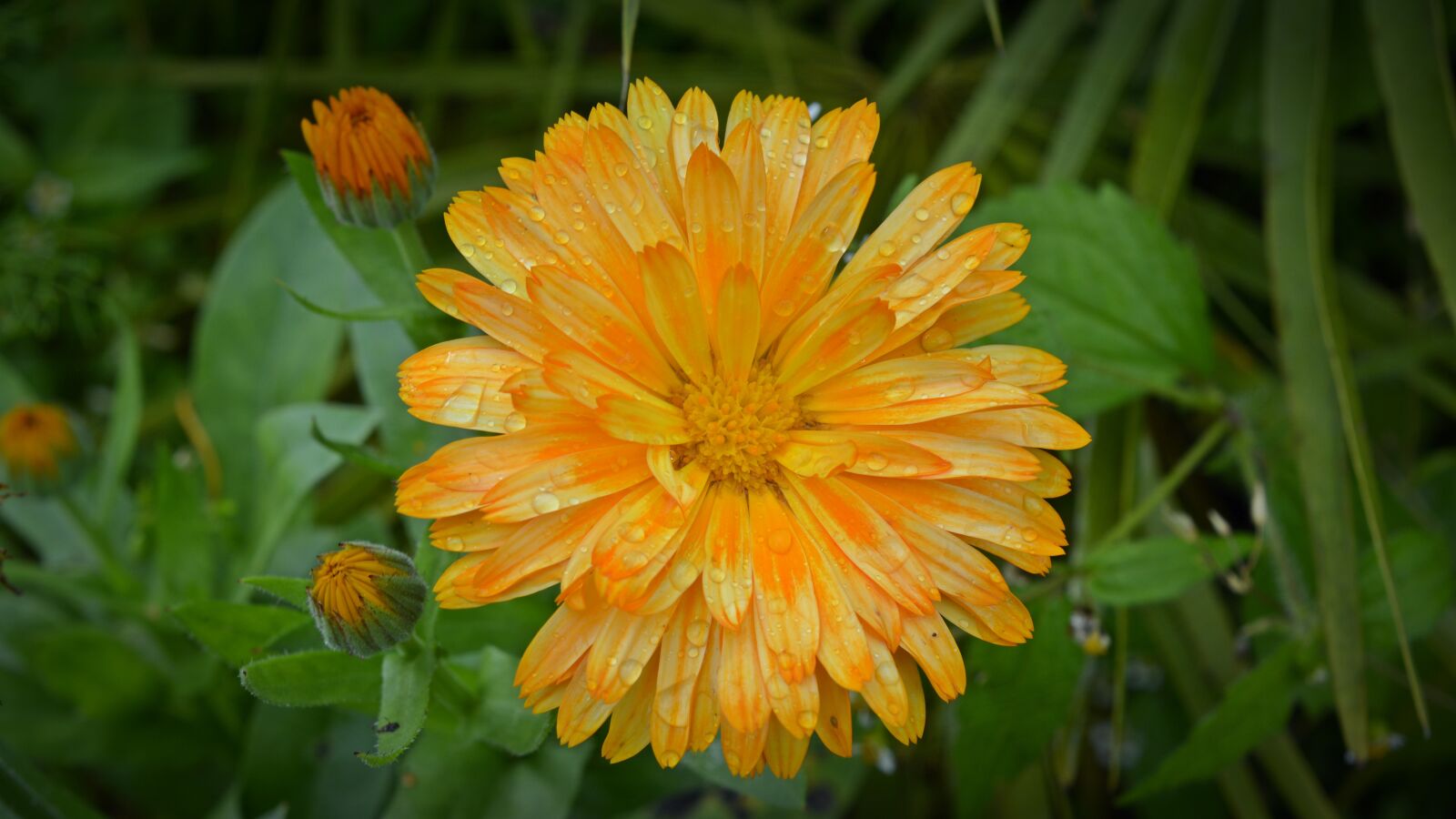 Nikon D5200 sample photo. Marigold, blossom, bloom photography