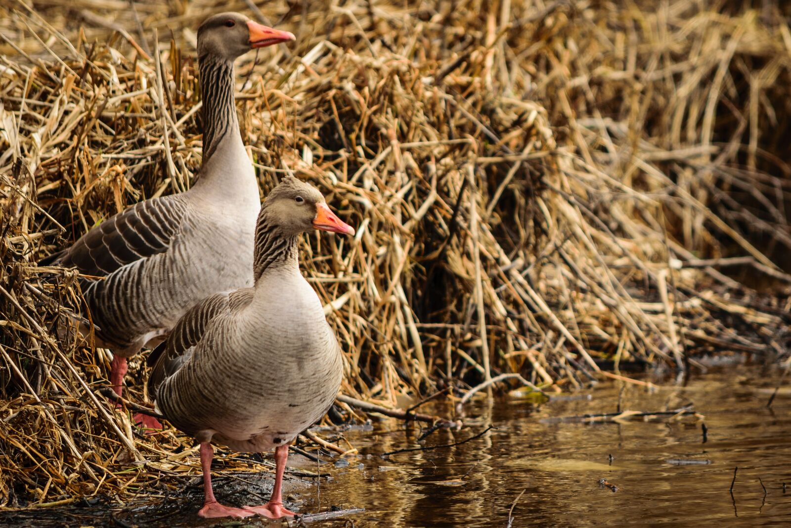 Nikon D5300 sample photo. Bird, nature, animal world photography