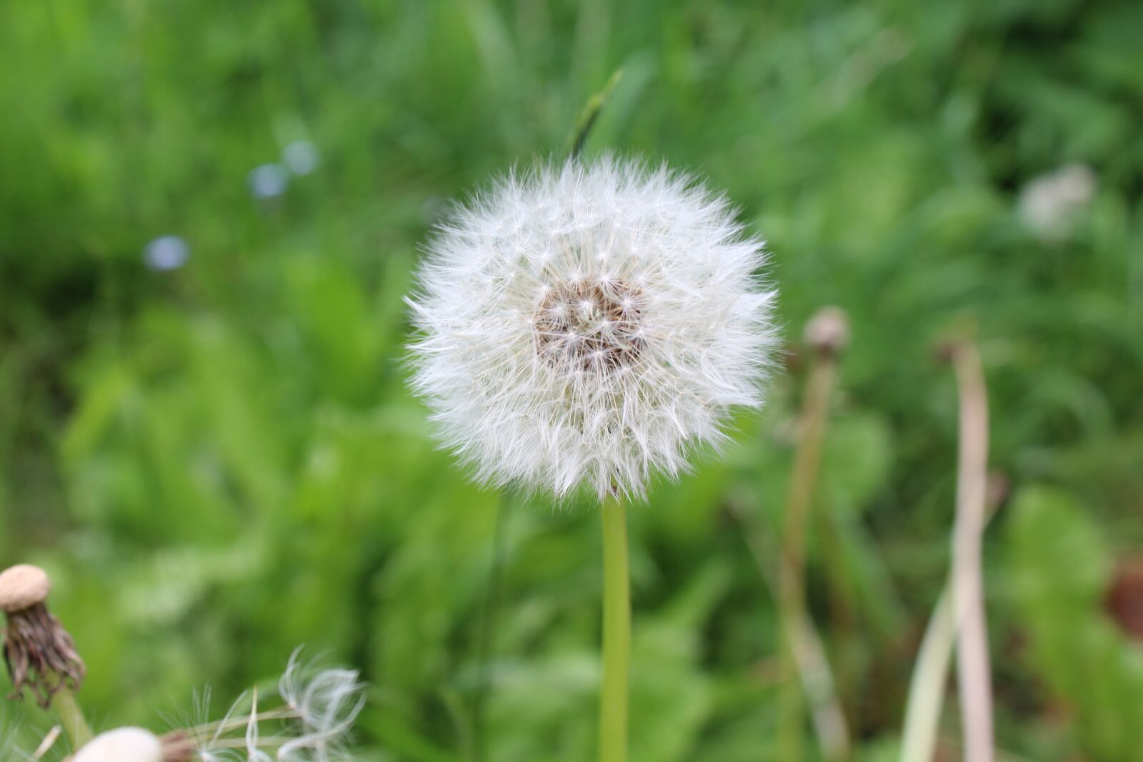 Canon EOS 1300D (EOS Rebel T6 / EOS Kiss X80) sample photo. Flower, nature, blossom photography
