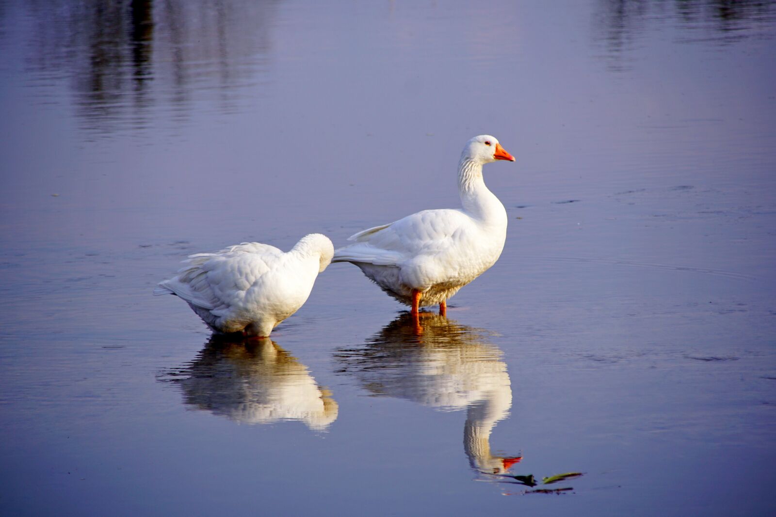 Sony SLT-A68 + Sony DT 18-200mm F3.5-6.3 sample photo. Goose, bird, river photography