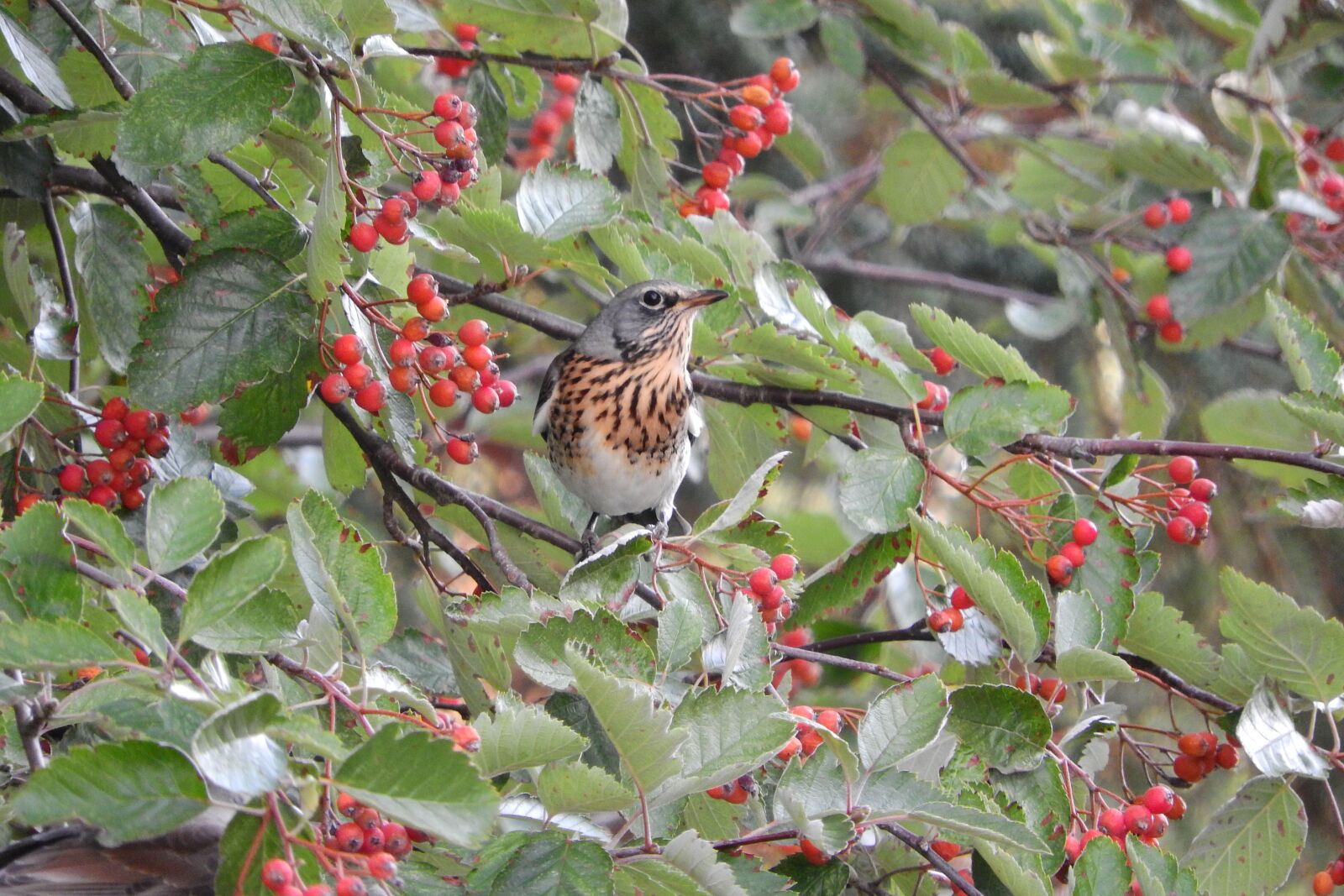 Nikon Coolpix P610 sample photo. Turdus pilaris, thrush, fieldfare photography