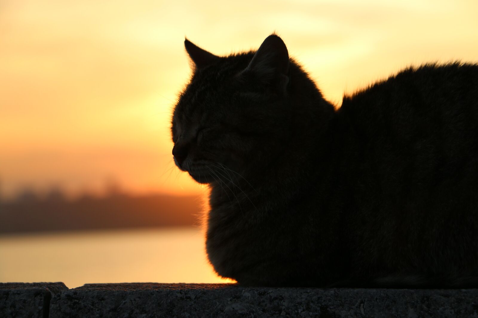 Canon EOS 70D sample photo. Cat, sunset, animal photography