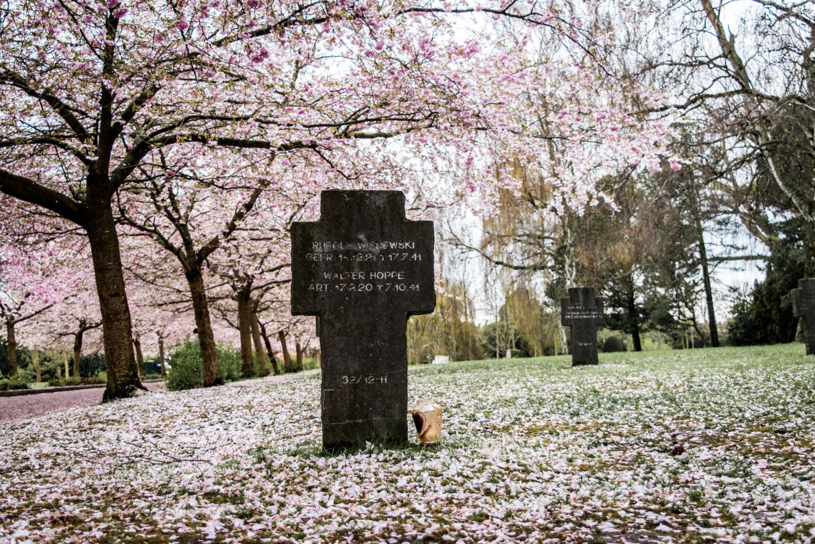 Nikon D5500 sample photo. Sakura, sky, tree photography