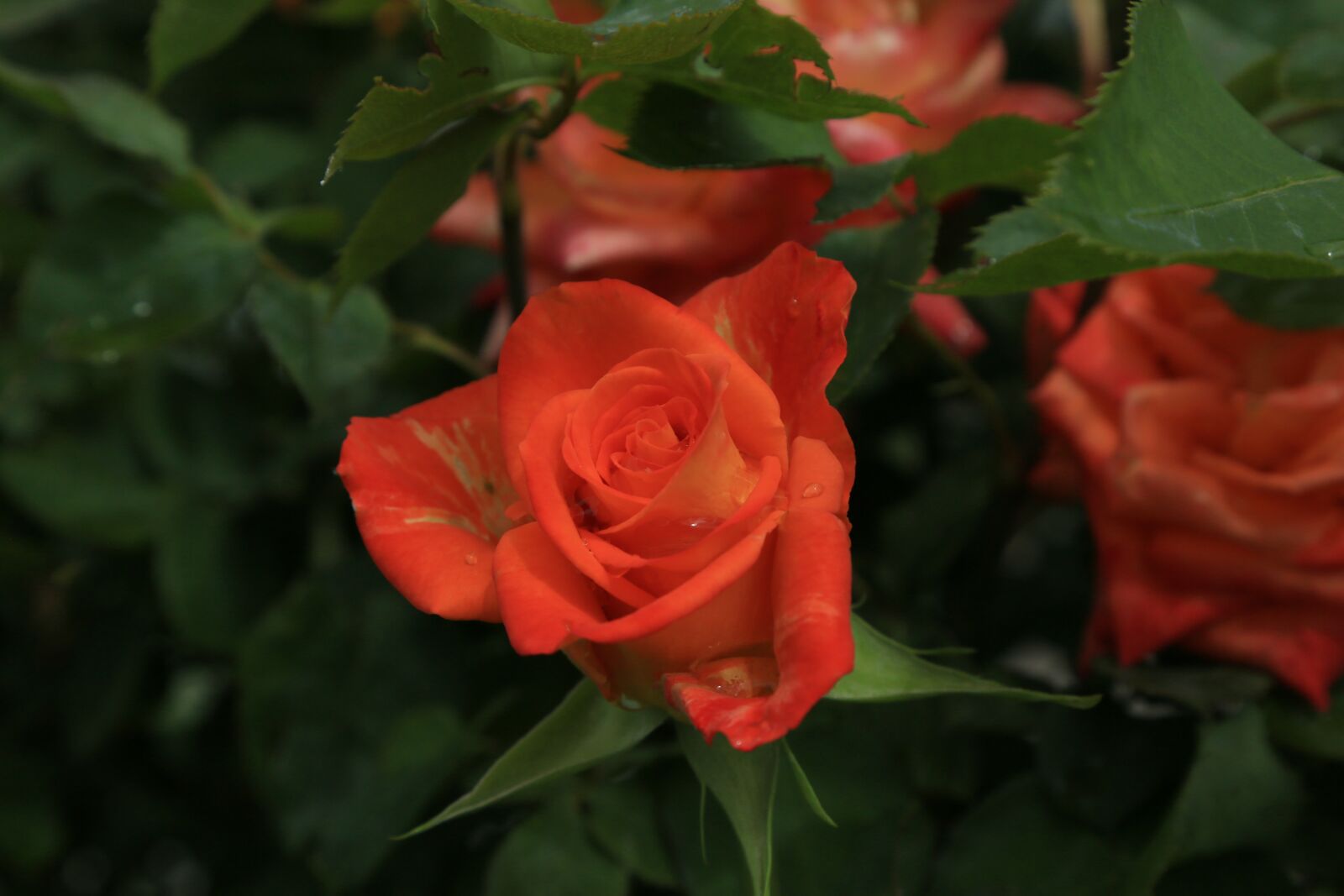 Canon EOS 5D Mark III sample photo. Rose, spring, nature photography