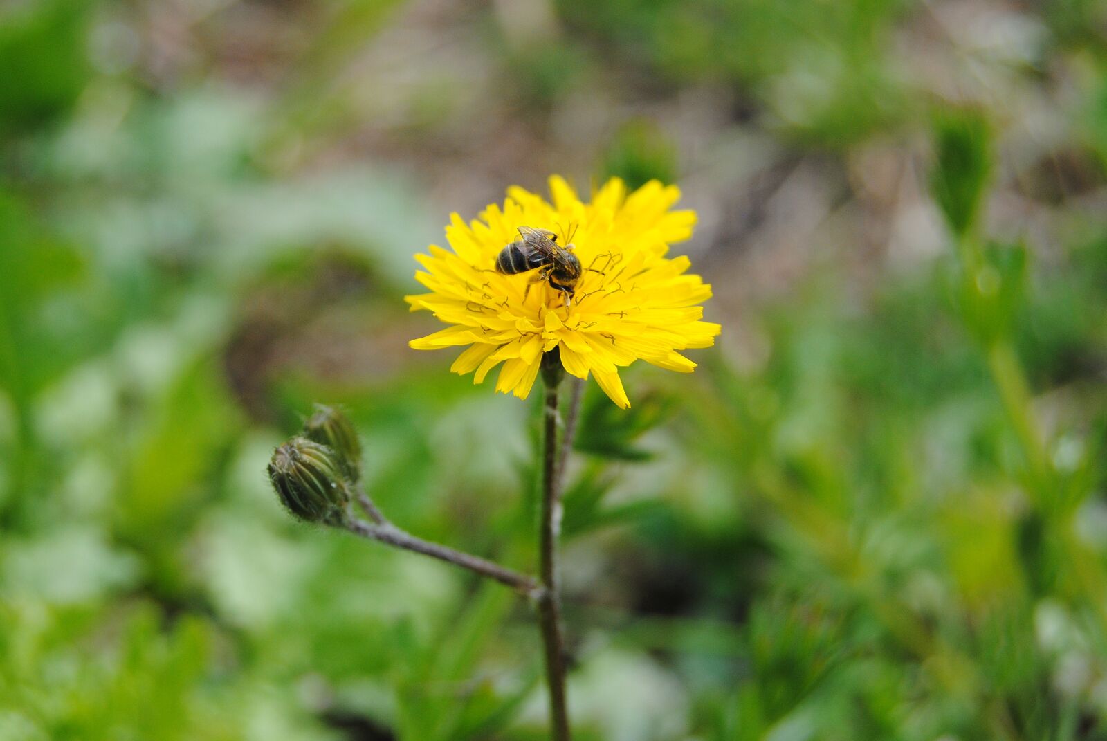 Nikon D3000 sample photo. Blooming, bee, natural photography