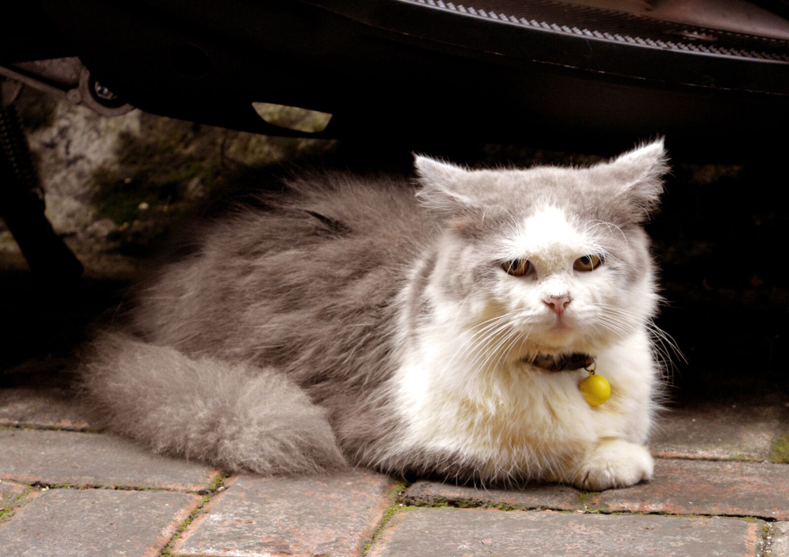 Nikon D5200 sample photo. Cat, pet, kitten photography