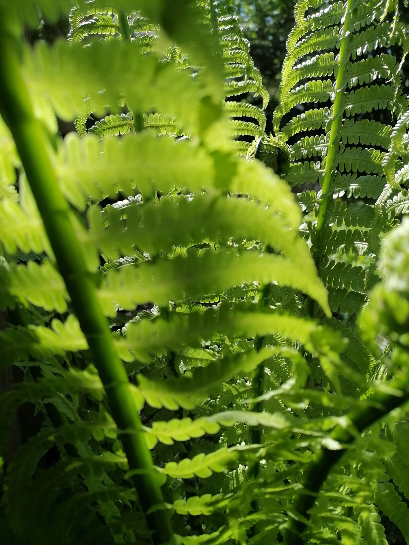 HUAWEI ART-L29 sample photo. Green background, fern leaves photography