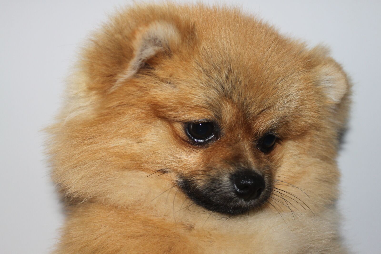 Canon EOS 500D (EOS Rebel T1i / EOS Kiss X3) sample photo. Spitz miniature, pomorzanin, puppy photography