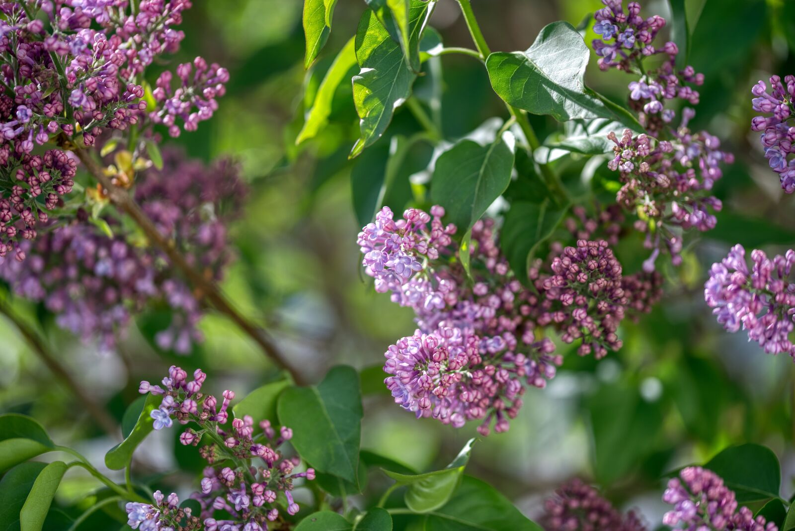 Nikon D750 sample photo. Lilac tree, fliederblueten, bloom photography