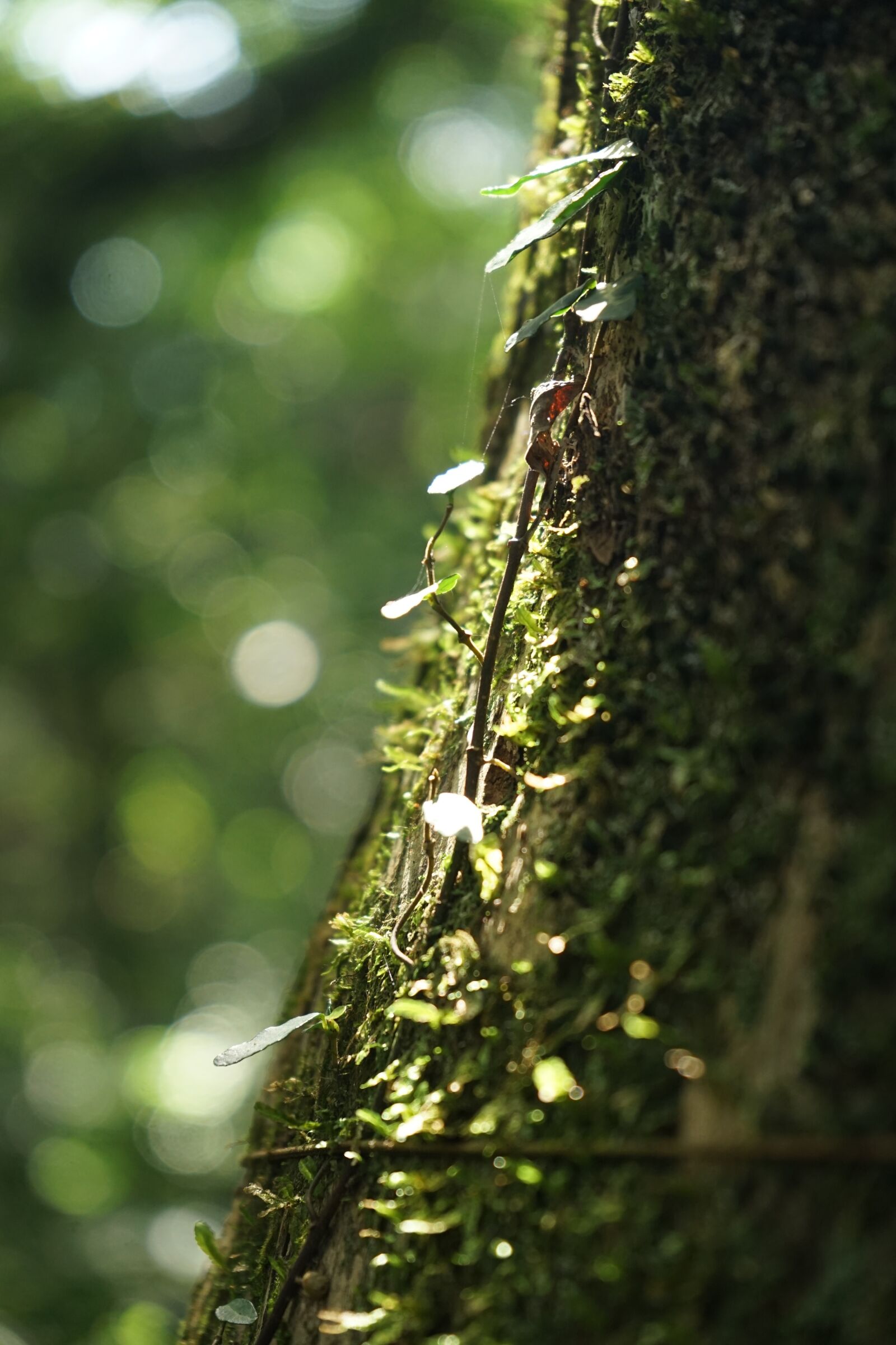 Sony a7 II + Sony FE 28-70mm F3.5-5.6 OSS sample photo. Ivy, vine, leaf photography