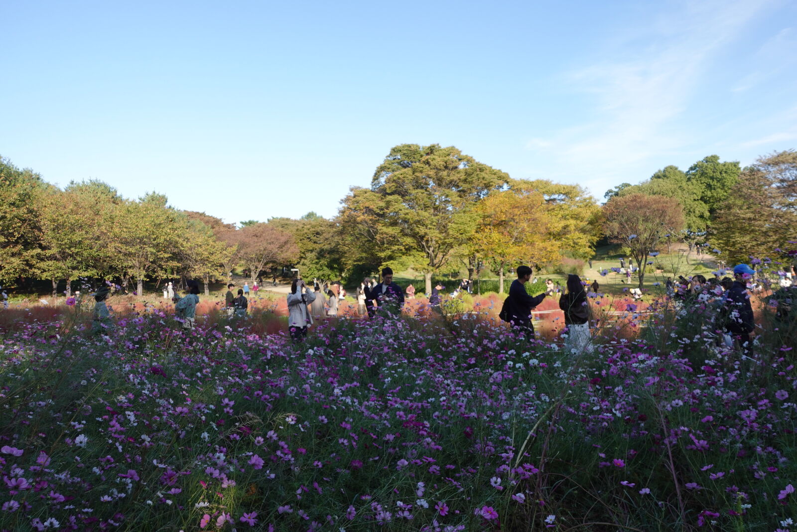 Sony ZV-1 sample photo