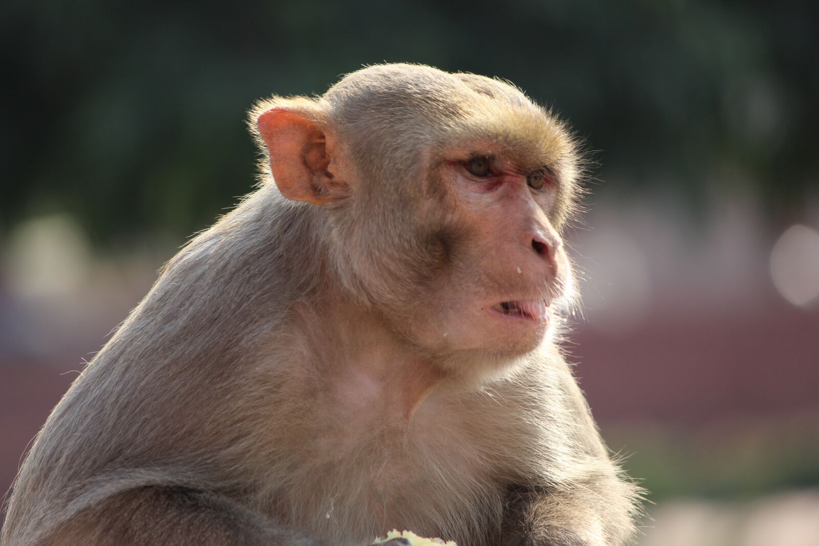 Canon EOS 700D (EOS Rebel T5i / EOS Kiss X7i) sample photo. Monkey sit, monkey, animal photography