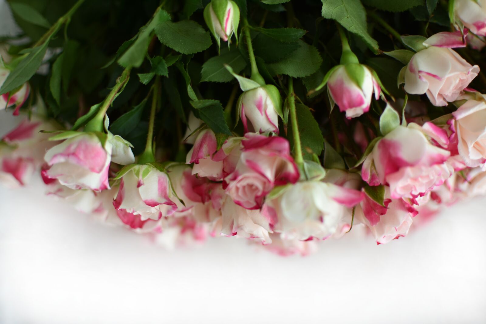 Nikon D3400 sample photo. Rose, bouquet, flowers photography