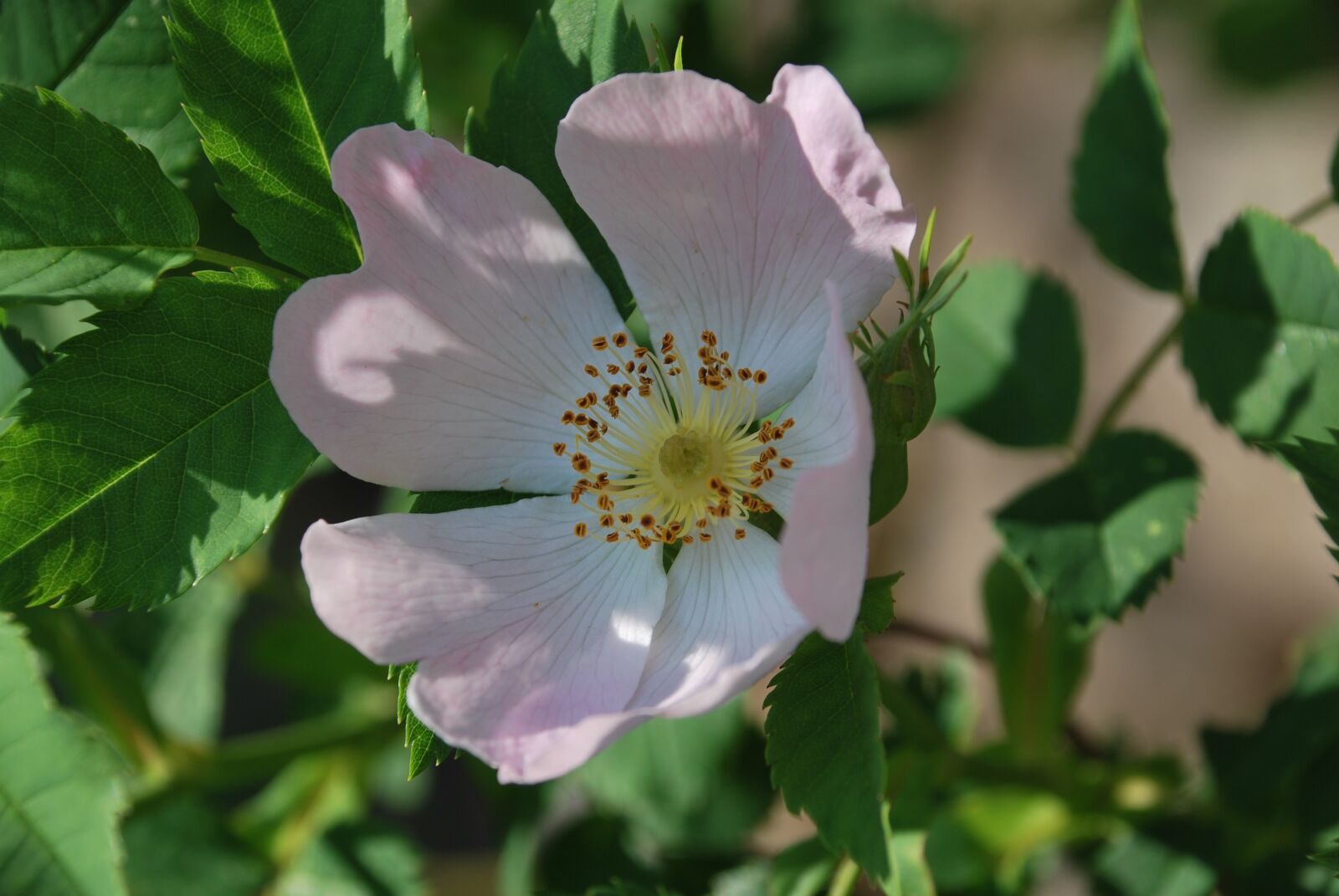 Nikon D60 sample photo. Rose, garden, flower photography