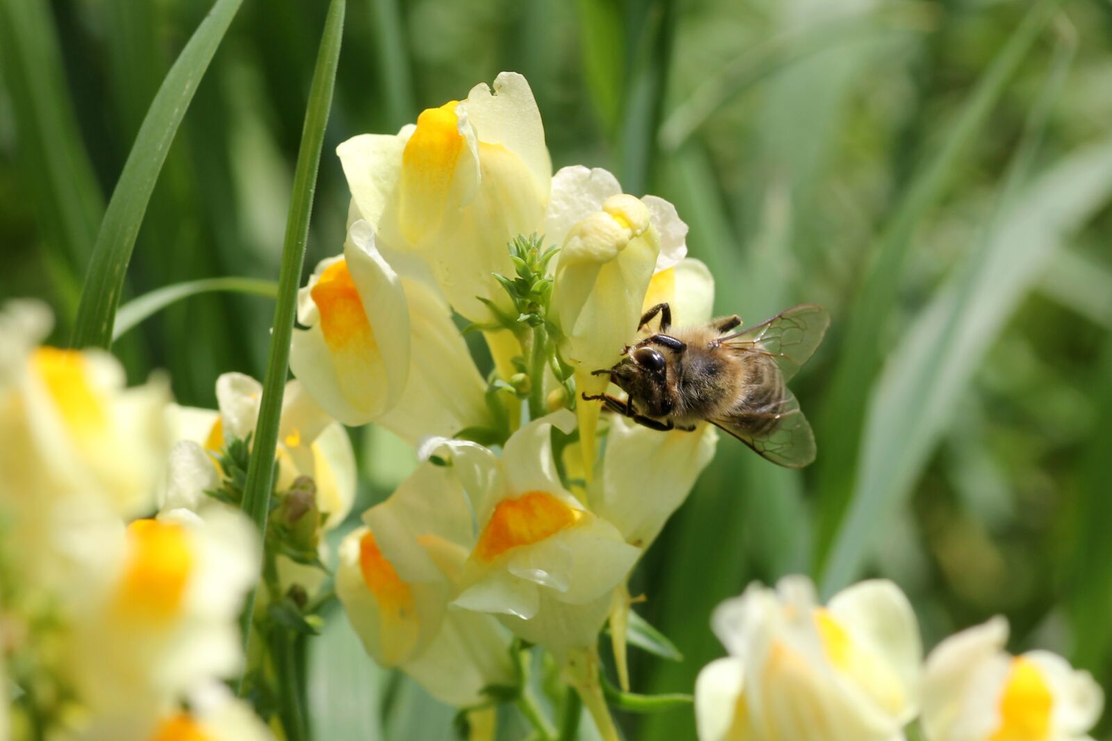 Canon EOS 60D sample photo. Flower, bee, money photography