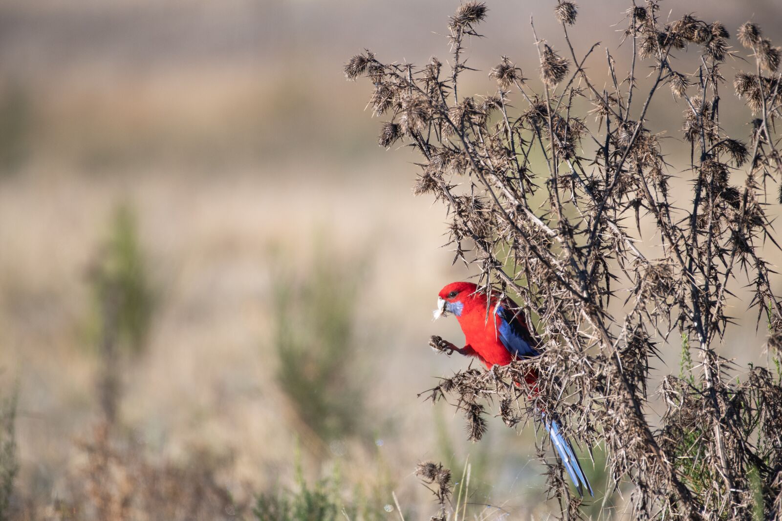 Nikon D850 sample photo. Crimson rosella, bird, avian photography